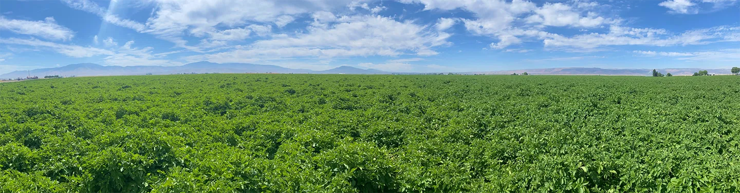 Potato field with mountains in the background