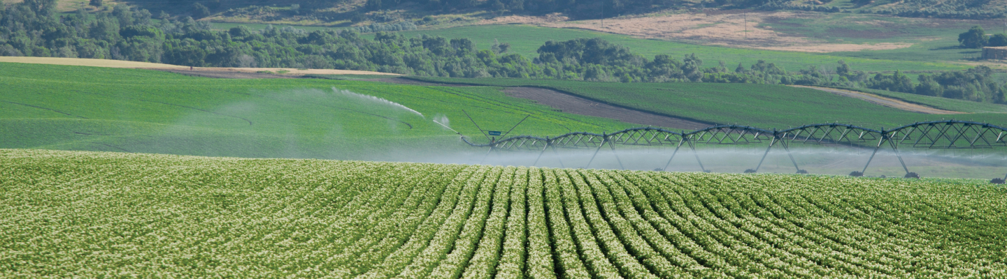 Potato field being watered