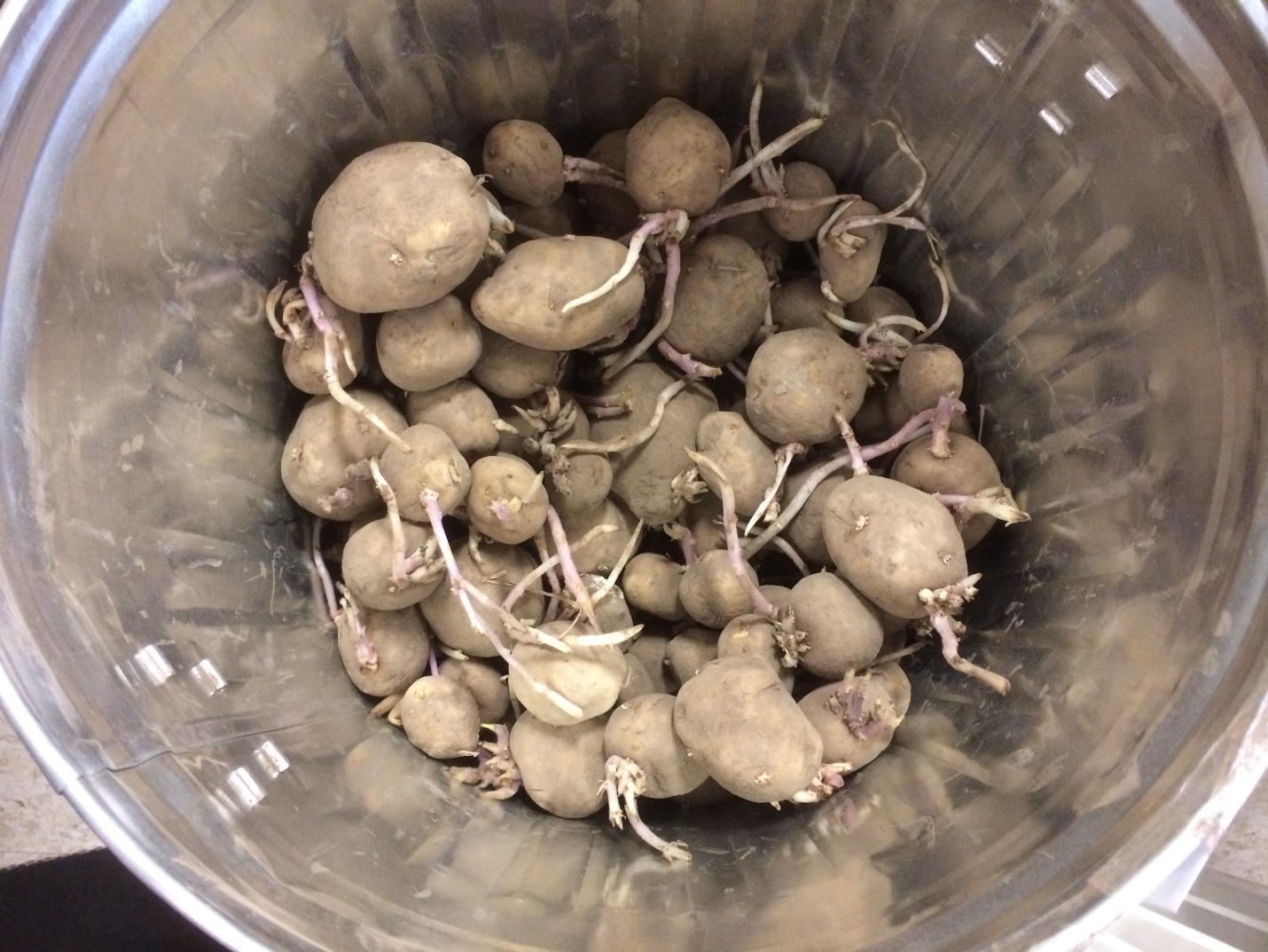 sprouted potatoes